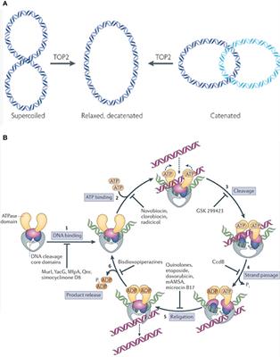 Topoisomerase II Poisons for Glioblastoma; Existing Challenges and Opportunities to Personalize Therapy